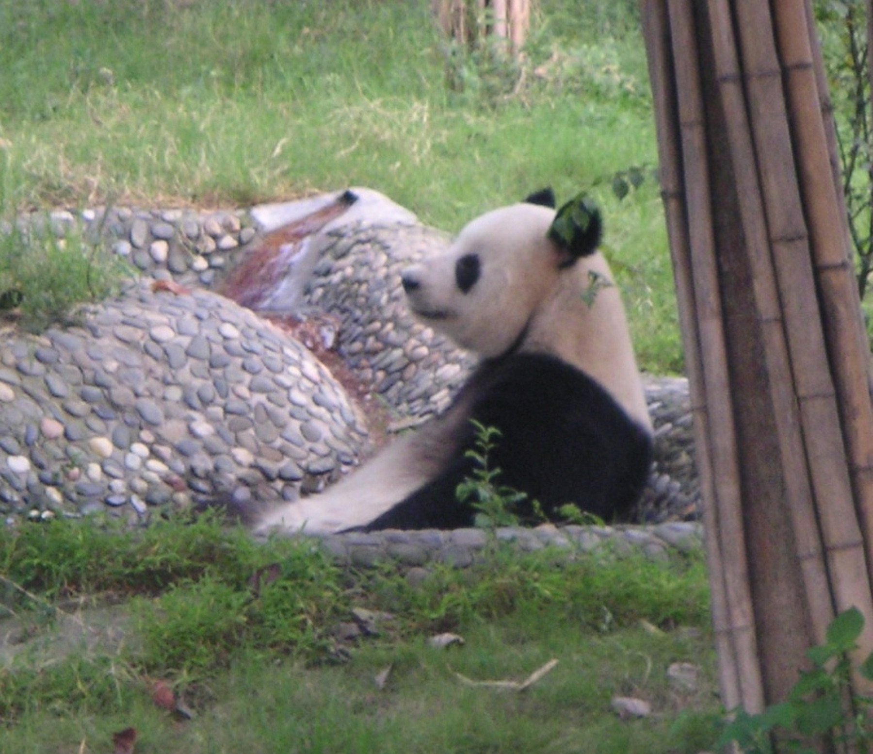 Giant panda at Chengdu Panda Base